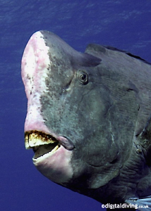Bumphead Parrotfish at Sipadan. Taken with D200 and 12-24... by David Henshaw 